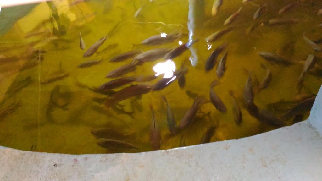 Ocean Green Kerala Kannur Zewnętrze zdjęcie